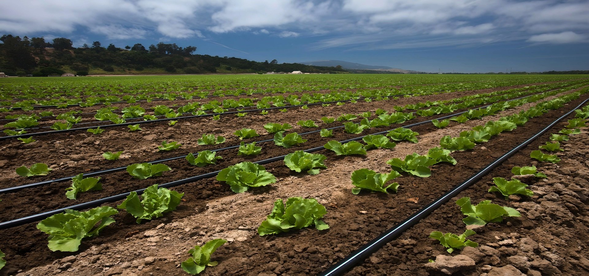 Get Reliable Drip & Sprinkler Systems at your Budget