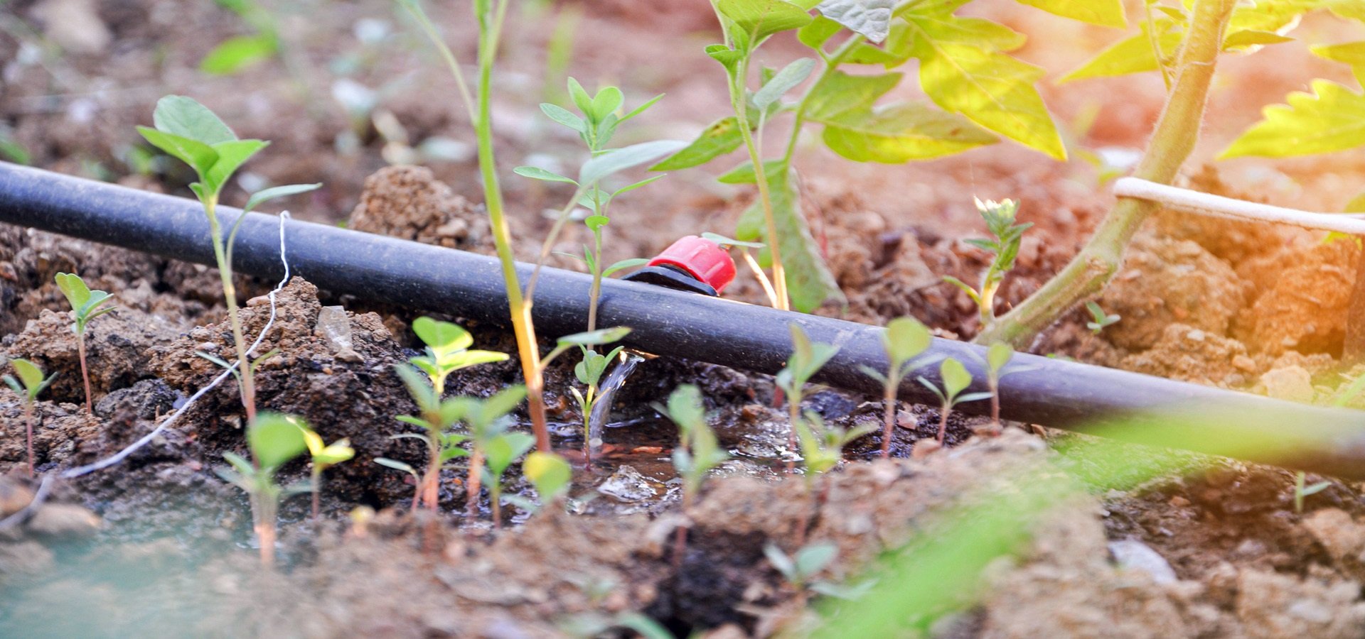 Upgrade Your Farm with BNS Irrigation's Advanced Solutions